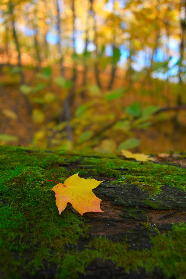 Autumn scene