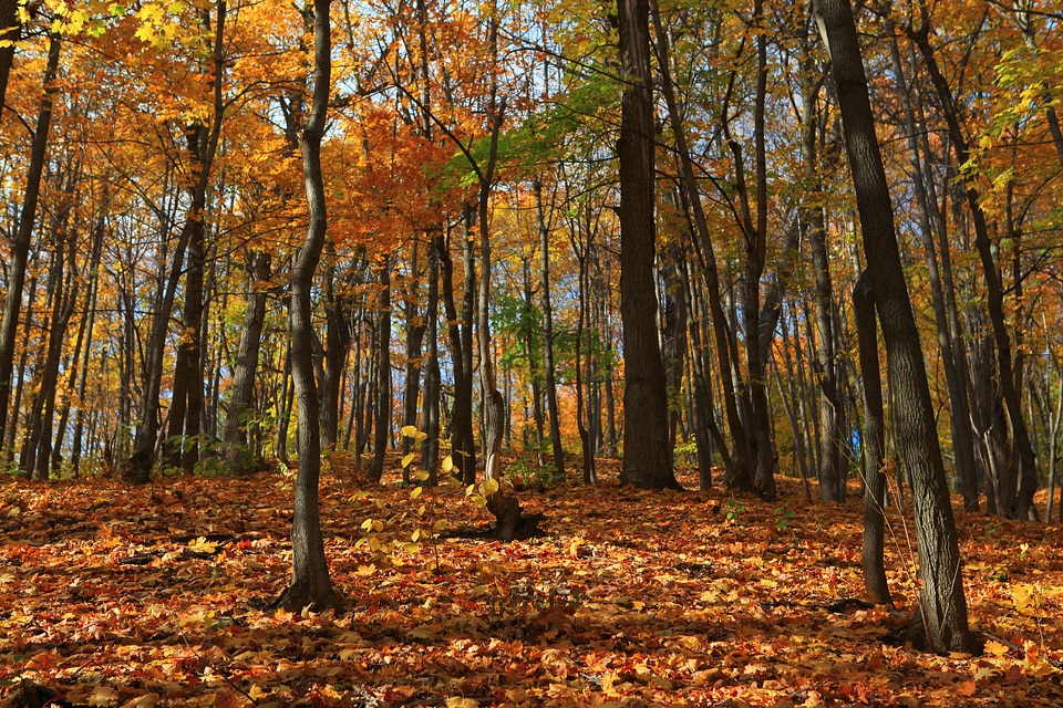 autumn scene photo