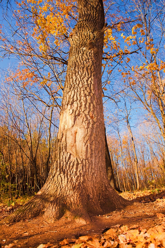 Autumn scene