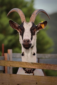 Animal horns animal world