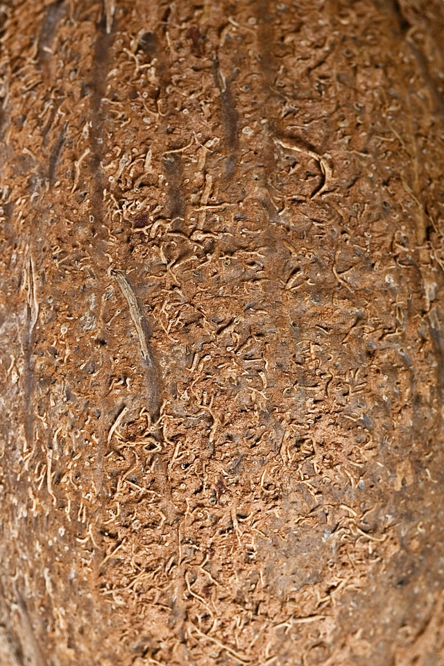 Coconut background