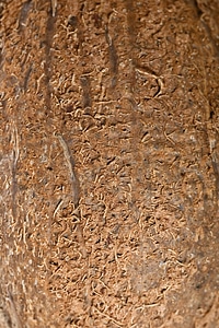 Coconut background