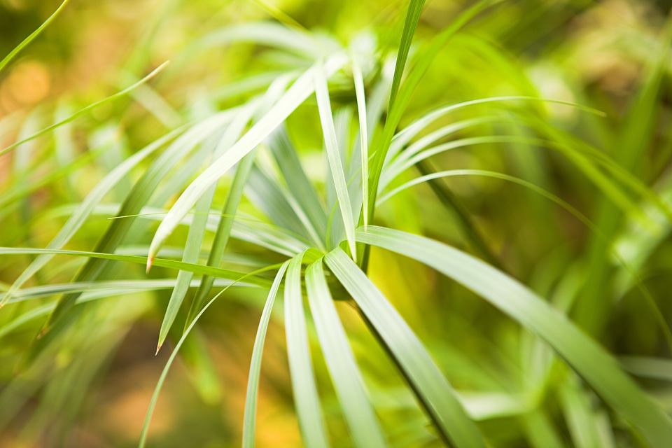 Green Natural Plant