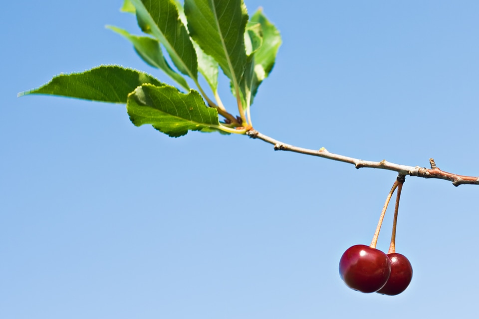 Cherries on a Branch