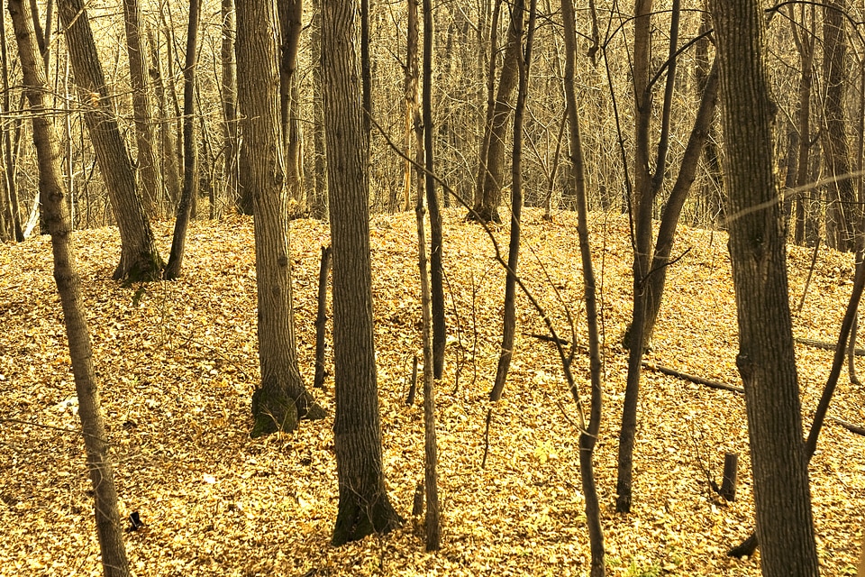 autumn