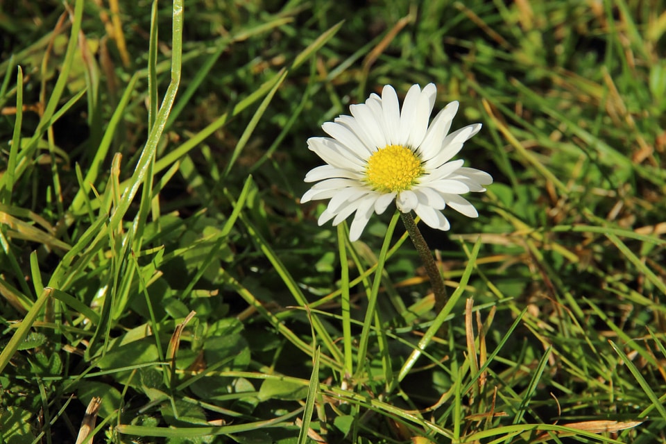Plant white nature