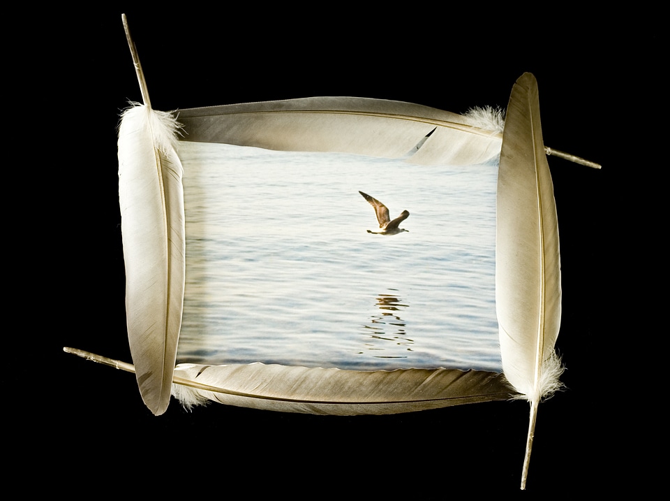 Bird in