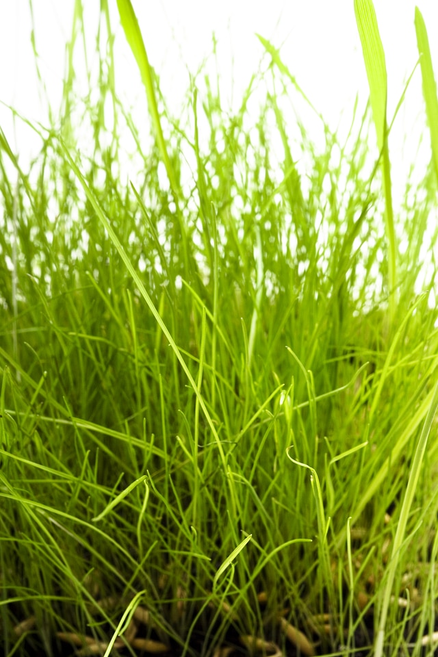 Grass