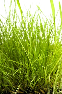 Grass photo