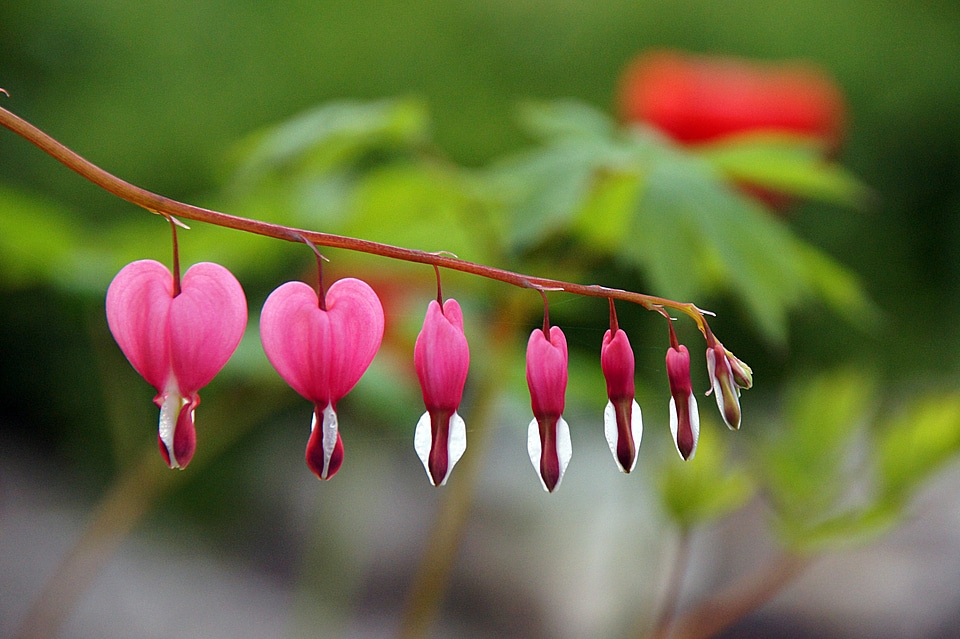 Bleeding heart flower plant