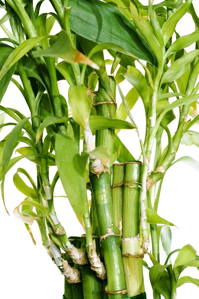 Plant