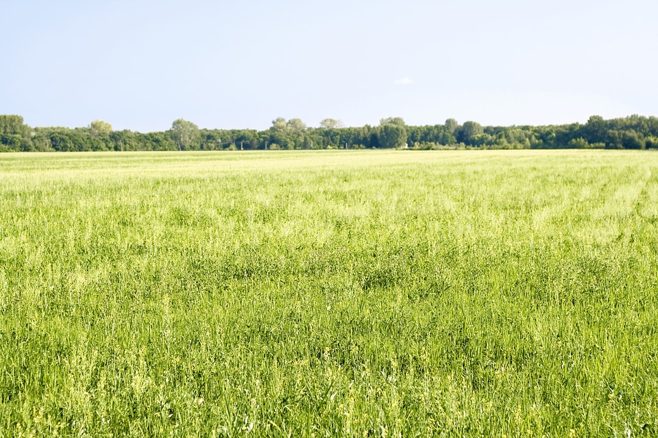 Field photo