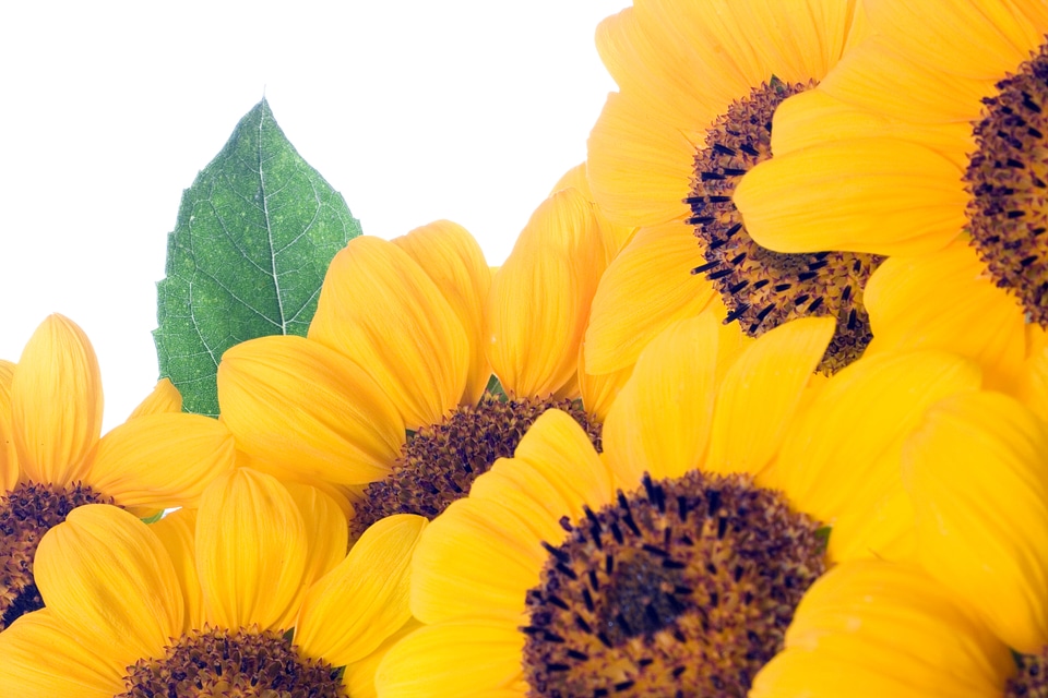 Sunflowers Closeup
