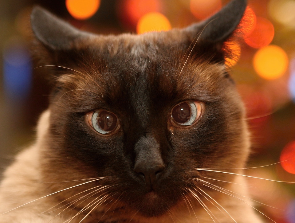 Kitty cat face cute