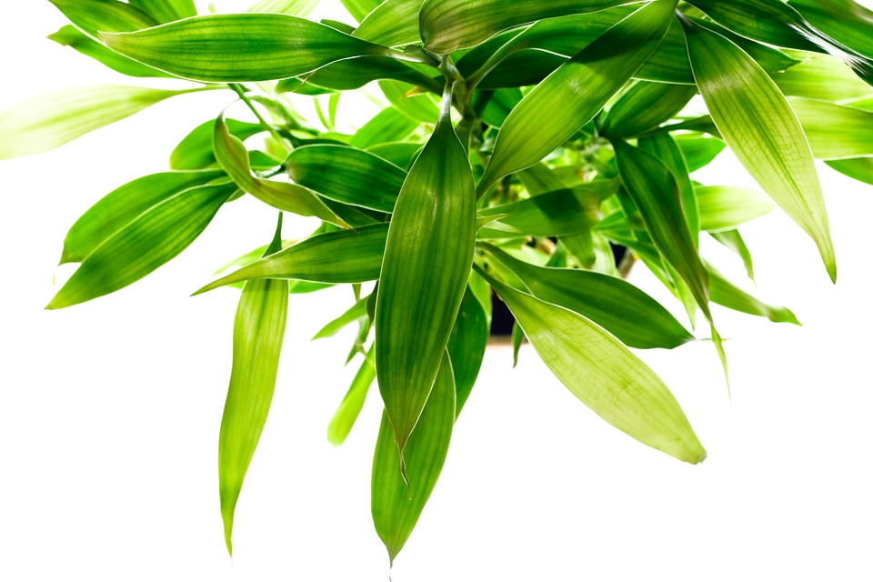 Green Plant Leaves