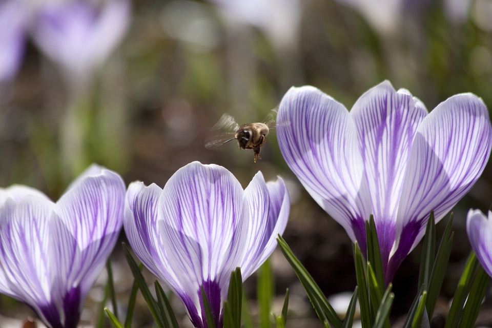 Spring crocus flowers blossom