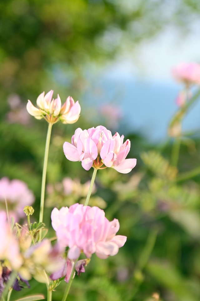 Spring flowers