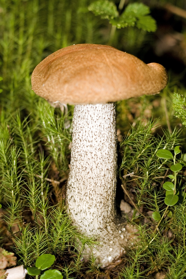 Mushroom