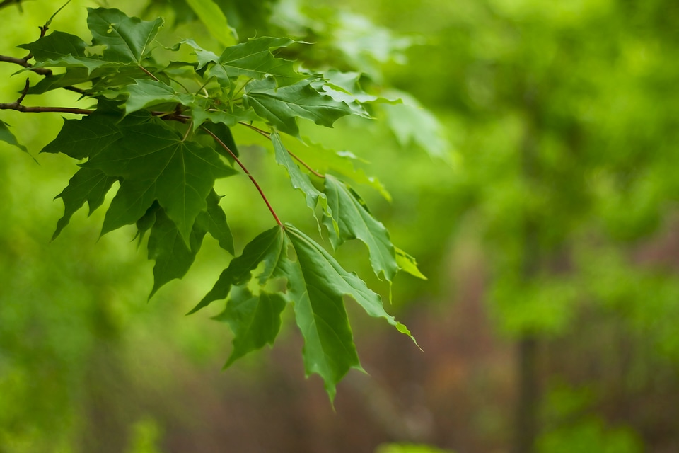 leaves