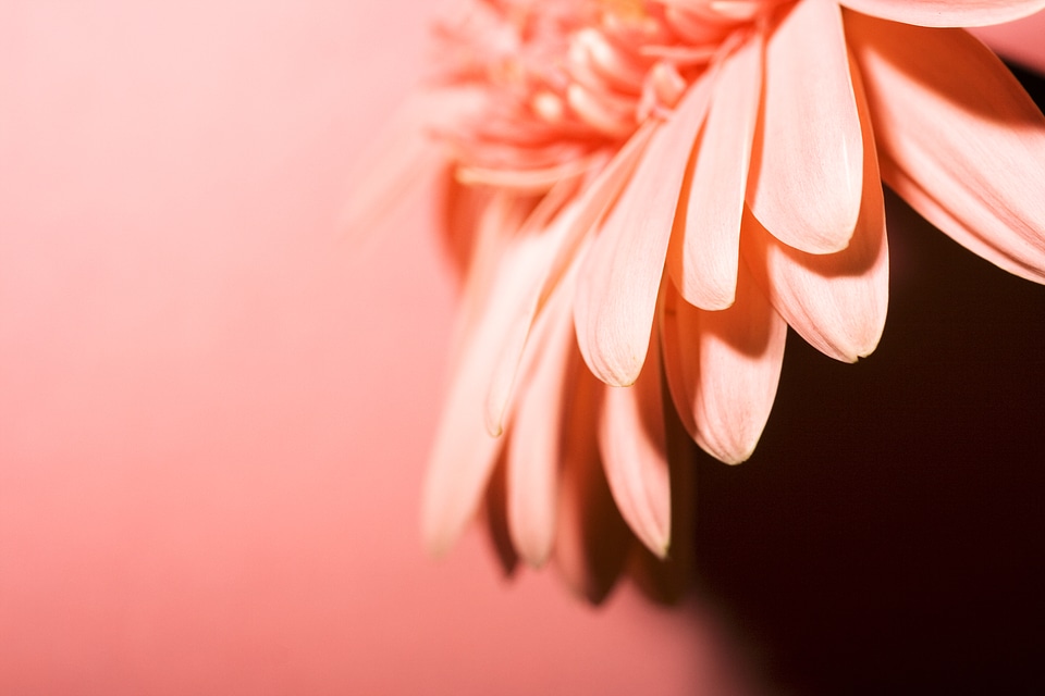 Pink Flower Background