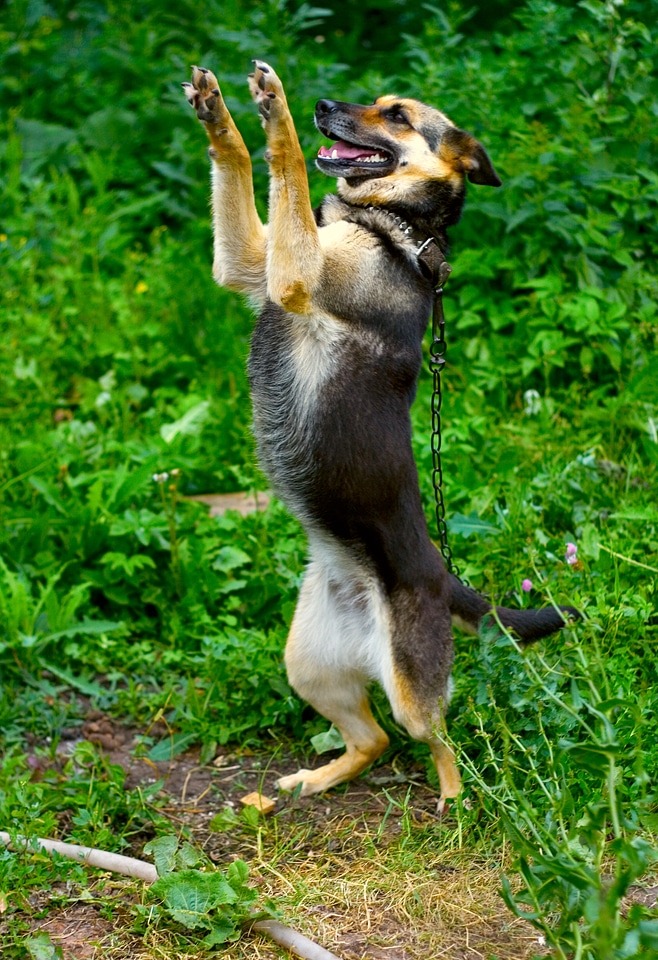 Dog