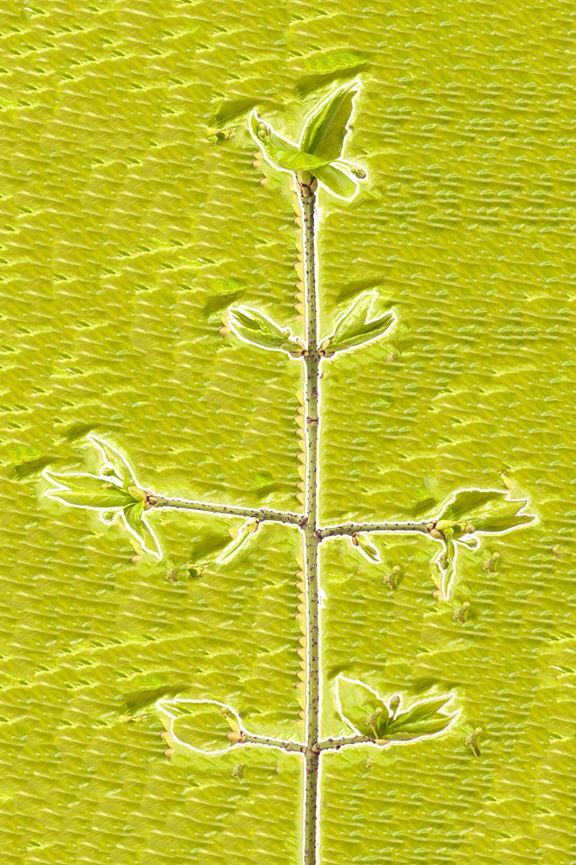 Plant background
