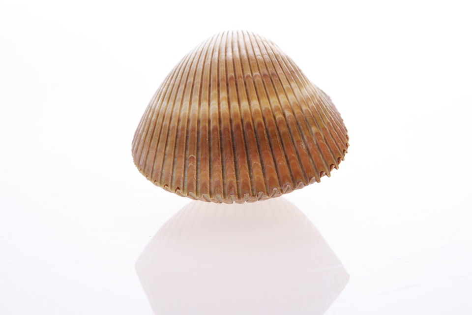 Seashell
