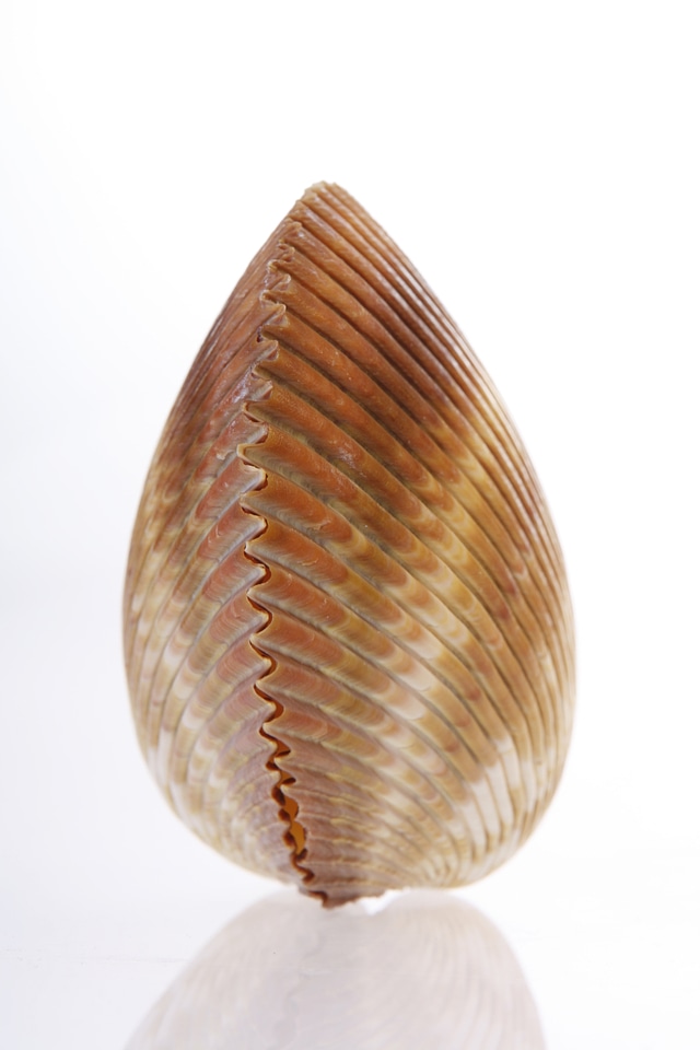 Seashell