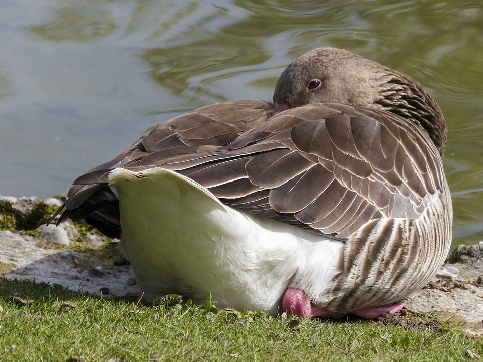 Water bird bird nature