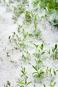 Grass and poplar fluff