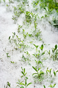 Grass and poplar fluff photo