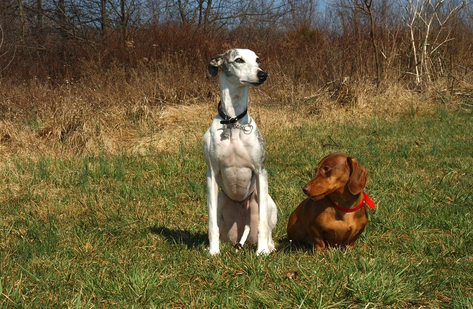 Canines animals pets