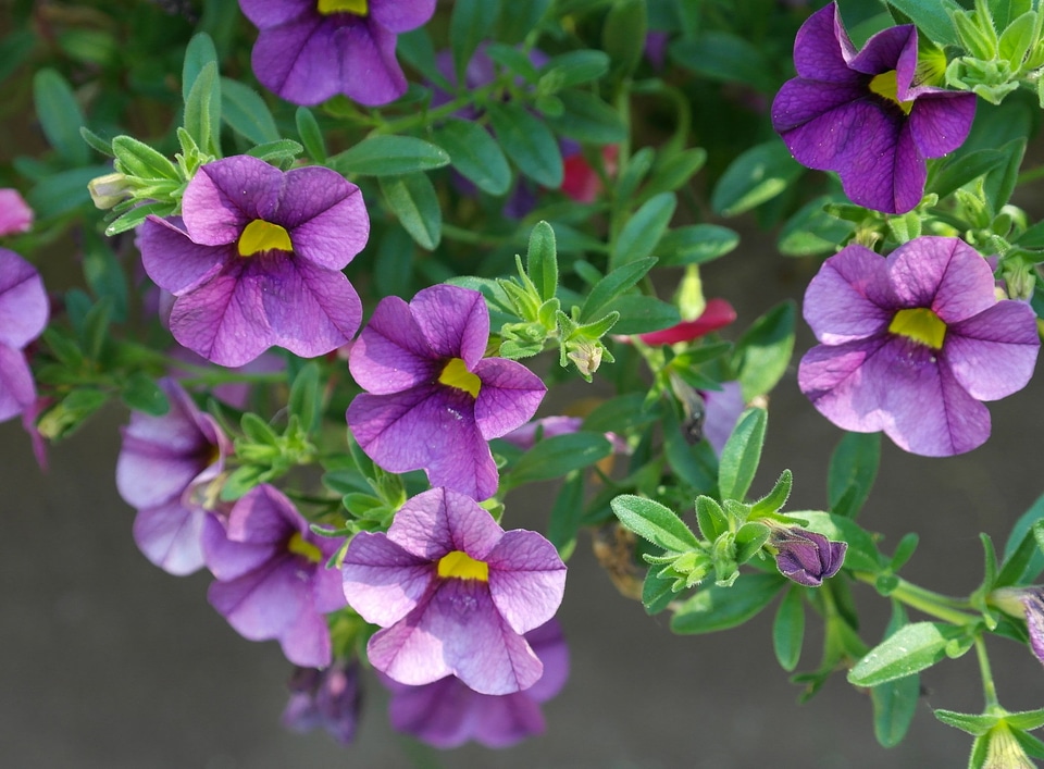 Summer flowers balcony flower close up photo