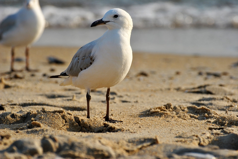 Grazing birds white brown