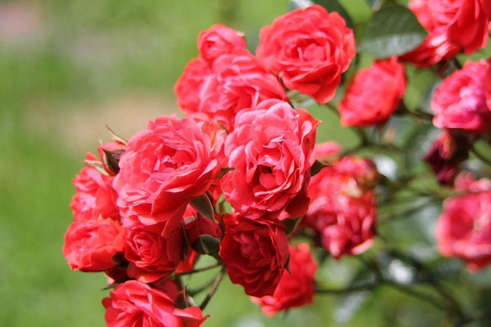 Plant natural blossom