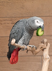 Cucumber eating perch photo