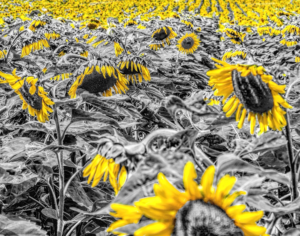 Mirasol girasole flower