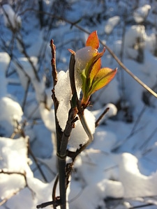 Snowy winter magic nature