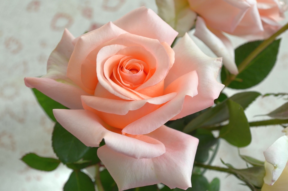 Pink floral flower