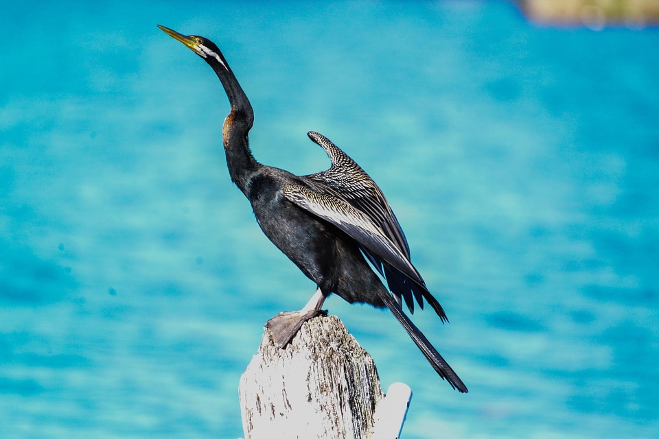 Australia waterfowl fly