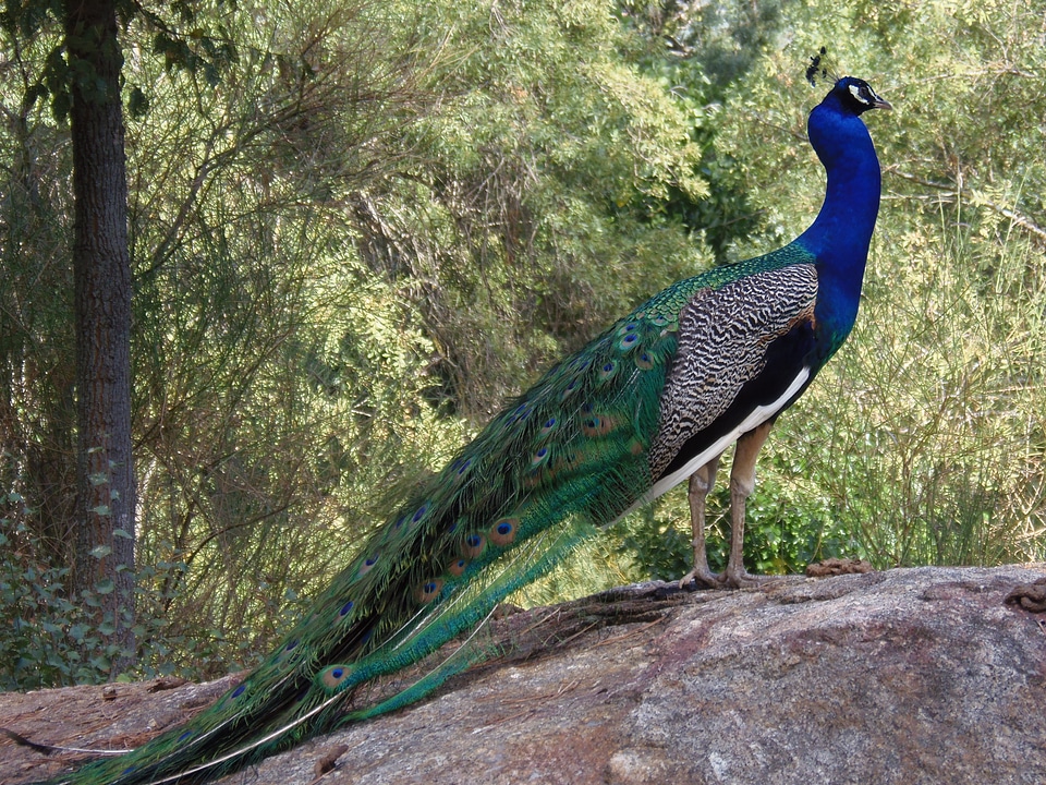 Birds colorful animals