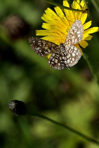 Fauna color schmetterling