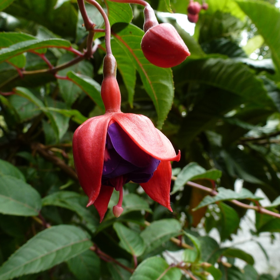 Plant natural blossom
