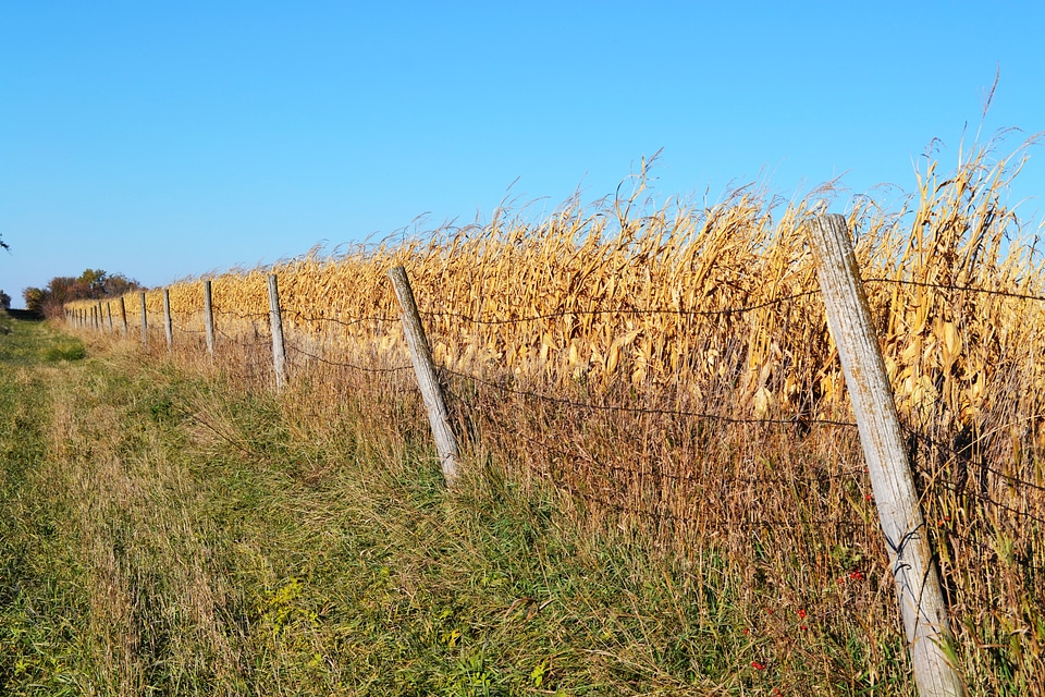 Harvest country countryside photo