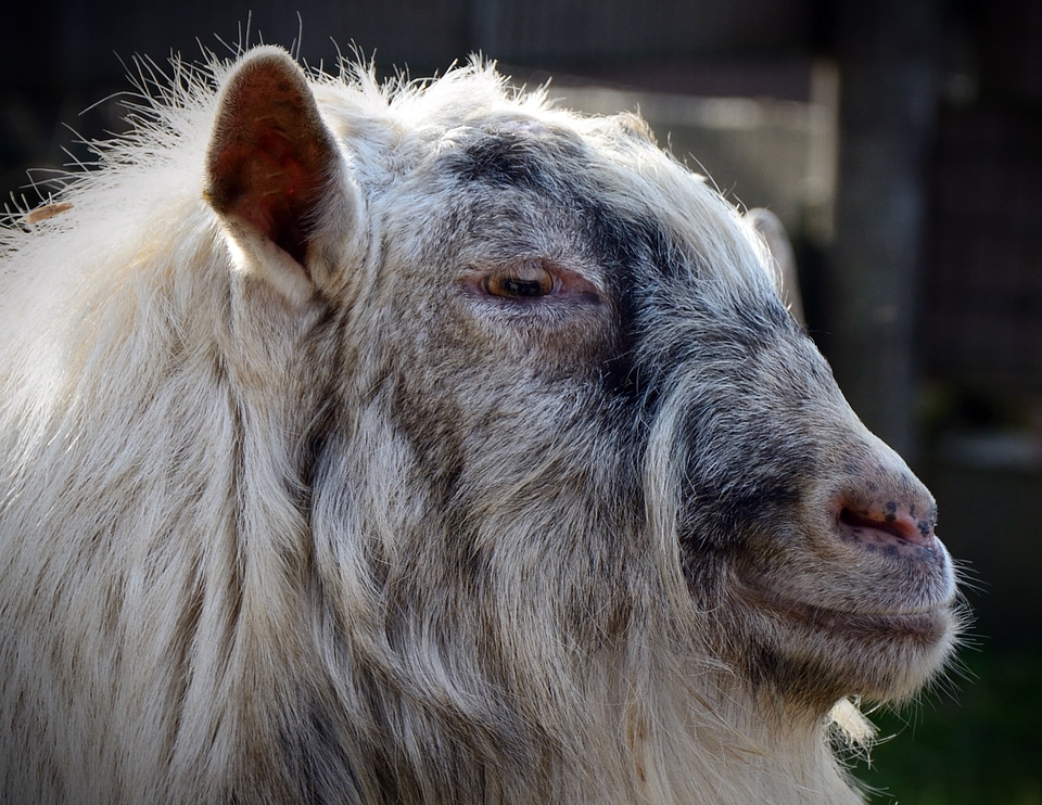 Face portrait livestock