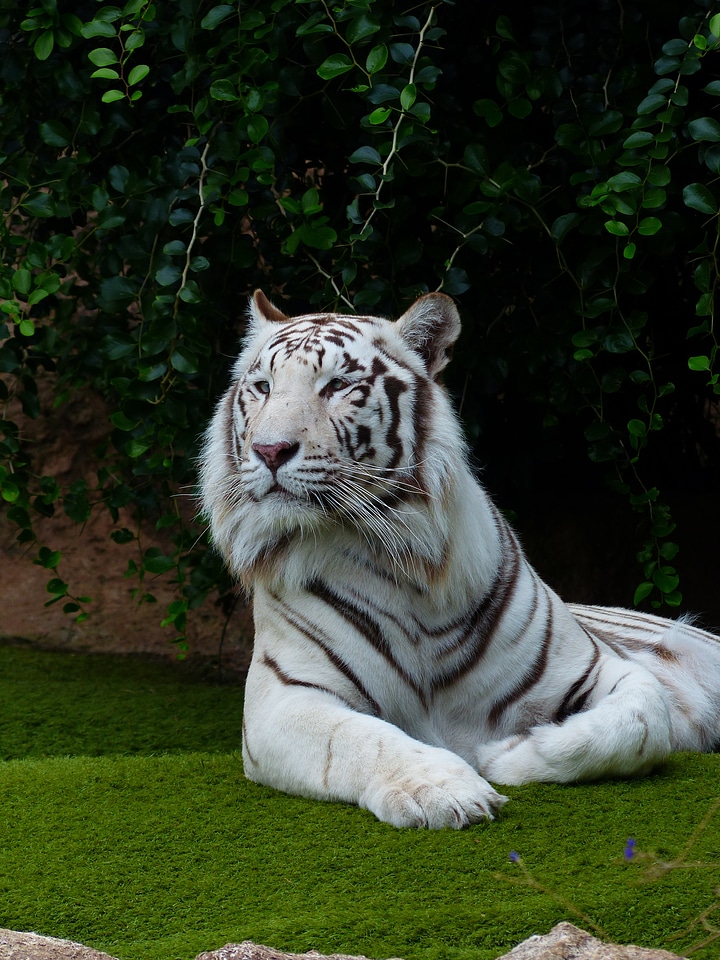 Big cat dangerous wildcat