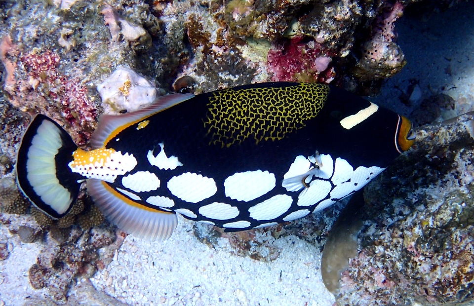 Clown triggerfish fish animal