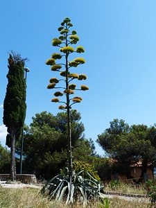 Liliaceae asparagus plant asparagaceae