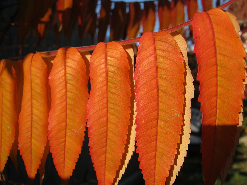 Orange bright translucent
