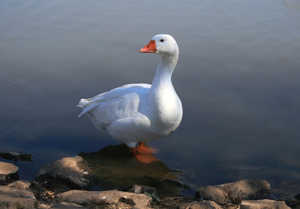 Fowl beautiful creature long necked